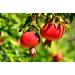 Lebanese Pomegranate Molasses 12.35 oz - 100% Natural, No Added Sugar - Ideal for Glazing, Dressings, and Marinades - Buy Online on GoSupps.com