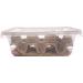 Livefoods4u Medium Locust Live Food (12-20mm) - Perfect for Reptiles - Sustainably bred (Tub of 50) - Buy Online on GoSupps.com