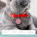 Ibera Gifts - Personalized Round Cat Collars for Medium to Large Cats | Engraved Name & Address | Pink Glitter Cat Necklace - Buy Online on GoSupps.com