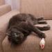 Elanox 10 Set Spielm us Cat Toys - Plastic-Free Bell Included Assorted Mix for All Cat Breeds - Buy Online on GoSupps.com