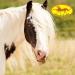 Fellspray 5L Canister - Ultimate Tail & Mane Spray for Horses & Dogs | Daily Grooming Gloss & De-Filter for Easy Combability - Buy Online on GoSupps.com