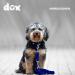 Buy DDOXX 2m Air Mesh Dog Leash for Small & Large Dogs | Double Leash for Two Dogs | Ideal Tug & Running Line | XS Blue | Ship Internationally - Buy Online on GoSupps.com