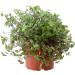 Buy 3X Sch npolster - Callisia repens | Ideal Food Plant for Bearded Dragons Birds Guinea Pigs & Rabbits | International Shipping Available - Buy Online on GoSupps.com