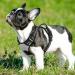 Eagloo Small Dog Harness - Adjustable Anti-Train Reflective Harness for Walking & Jogging - Durable Gray Breast Harness for Small Dogs (1 Pack) - Buy Online on GoSupps.com
