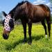 Harrison Howard Super Comfort Stretchy Fly Mask - UV Protection Large Eye Space Medium Size Red & Blue Star Design - Buy Online on GoSupps.com