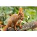 AgnesGP Hazelnuts In Shells for Wild Birds and Squirrels (5Kg Sack Included) - Nutrient-Rich Snack for Your Backyard Friends - Buy Online on GoSupps.com