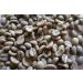 Guatemala Huehuetenango Green Coffee Beans 2 lb