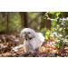 Shop Pets First MLB Chicago Cubs Pet Leash - Durable Stylish & Perfect for Cubs Fans | Fast International Shipping - Buy Online on GoSupps.com