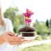 Seyal Baby Shrk Cupcake Topper - Buy Online on GoSupps.com