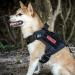 OneTigris Fire Watcher 2.0 Molle Dog Harness with Handle & Metal Buckle - Black | Durable Adjustable International Shipping - Buy Online on GoSupps.com
