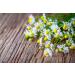 Dentinox Sugar-Free Teething Gel with Chamomile - 10g Pack | Soothing Relief for Baby's First Teeth - Buy Online on GoSupps.com