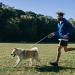 DOKI Retractable Dog Lead 5m/16FT Reflective Strong Nylon Tape Ribbon Leash One-Button Brake&Lock Extendable Dog Lead for Small Medium Dogs (Grey) - Buy Online on GoSupps.com