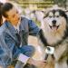 Self Cleaning Slicker Brush for Dogs Cats Rabbits Puppies - Laadi Pet Grooming Brush for Long & Short Haired Cats and Dogs - Buy Online on GoSupps.com