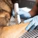 Wahl Vetiva Mini Cordless Veterinary Trimmer and Replacement Blade - Buy Online on GoSupps.com