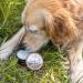Greenendoor Natural Organic Paws 50ml - Vegan Paw Care for Dogs & Cats | Prevent Cracks & Protect Against Environmental Conditions - Buy Online on GoSupps.com