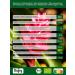 Buy Biojoy ORGANIC Ginger Powder 250g - Ground Ginger Root for Tea | Pure Zingiber Officinale | International Shipping Available - Buy Online on GoSupps.com