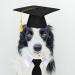 2023 Graduation Dog Cat Cap and Necktie Set - Perfect Graduation Costumes for Pets - Buy Online on GoSupps.com