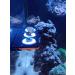 Aqualuri Coral Holder with Magnet | Coral Rack for Aquariums | Fluorescent Coral Offshoot Board | International Shipping Available - Buy Online on GoSupps.com