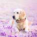 Didog Soft Padded Leather Dog Collar - Adjustable Durable Pink for All Sizes (XL: 40-50 cm) - Buy Online on GoSupps.com