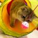 DeeNiner Colorful Cat Tunnel for Indoor Cats - Large 5 Way Collapsible Interactive Peek Hole Tube Toy with Play Ball - Rainbow S-Shape Design - Buy Online on GoSupps.com