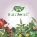 Nature's Way Chlorofresh Softgels - 90 Count | Natural Chlorophyll Supplement - Buy Online on GoSupps.com