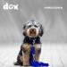 DDOXX Nylon Dog Leash - 2m Adjustable for All Dog Sizes - Blue S (1.5 x 200 cm) - International Shipping Available - Buy Online on GoSupps.com