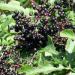 Buy European Elderberry (Sambucus Nigra) Seeds - 25+ Premium Seeds for Health & Wellness | Fast International Shipping - Buy Online on GoSupps.com