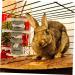 Levemolo Rabbit Biting Playthings Wooden Rabbit Chew Snack Animals Chewing Playthings - Buy Online on GoSupps.com