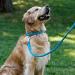 Collardirect Round Leather Dog Collar - Handmade Soft Padded Real Leather for Dogs & Cats (15-18 cm) - Available in Black Pink Red Purple Blue - Buy Online on GoSupps.com