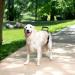 PetSafe CareLift Hip Lifting Harness for Dogs | LL Size Hip Support Aid with Handle & Shoulder Strap - International Shipping Available - Buy Online on GoSupps.com