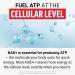 Force Factor NMN Longevity & Anti-Aging Nicotinamide Mononucleotide NAD+ Support Cellular Health Cellular Repair Energy Metabolism Strawberry 60 Soft Chews - Buy Online on GoSupps.com