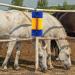 Generic Scratch Brush for Farm Animals - Itching Relief & Massage Tool for Cows Horses Sheep & Pigs - Durable Cleaning Brush - Buy Online on GoSupps.com