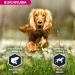 Eukanuba Dog Dry Food Cocker Spaniel Chicken 7.5kg - Buy Online on GoSupps.com