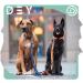 Dey Premium Dog Leash - 2m Air Mesh 3-Way Adjustable for All Dog Sizes Multiple Colors Ideal for Puppies & Cats - Blue XS/S - Buy Online on GoSupps.com