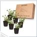 6-Pack Eucalyptus Herb: Natural Air Purifier, Aromatic & Healthy - 8 Tall x 3 Wide - Buy Online on GoSupps.com