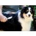 Revolutionary LovinPup Pet Mat Remover for Gentle Mat Removal and Gentle Hair Straightening for Dogs & Cats- Ideal for Sensitive Skin! - Buy Online on GoSupps.com