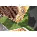 Raw Angel Root Honey 400g - Pure Unheated Natural Beekeeping Honey with Pollen & Beeswax - Buy Online on GoSupps.com