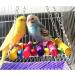 Pet Bird Parrot Parakeet Budgie Cockatiel Cage Hammock Swing Toy - Buy Online on GoSupps.com
