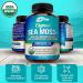 NutriFlair Organic Sea Moss 1600mg 120 Capsules Plus Bladderwrack & Burdock - Prebiotic Super Food - Immune System & Digestive Health - Thyroid Healthy Skin Keto Detox Gut - Buy Online on GoSupps.com