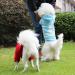 Fashion Dog Hoodie - Cotton Sweatshirt for Small & Medium Dogs - Stylish Streetwear Outfit (Black/Light Blue XL) - International Shipping Available - Buy Online on GoSupps.com