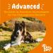 Zesty Paws Allergies & Immunity - Immune System & Skin Support - Dog Treat Supplement - Salmon Oil & Omega 3 - 90 Count (Salmon - Senior Dogs) - Buy Online on GoSupps.com