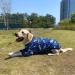 3XL Navy Dinosaur Printed Dog T-Shirt for Large Dogs | Soft Pet Pajamas - Buy Online on GoSupps.com