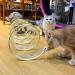 Mauts Cat Tunnels for Indoor Cats 3 pcs cat active ball and Upgrade Large Collapsible Cat Tube Tunnel with Feather Mouse Toys Interactive Toy for Kitten and Cats. (yellow) - Buy Online on GoSupps.com