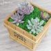 AMEICE Green Reindeer Moss: Natural Preserved Decor for Gardens, Terrariums & Crafts - Buy Online on GoSupps.com