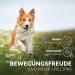 Journey Dog Joint Tablets - Test Winner Made in Germany | Green Lipped Mussel MSM Devil's Claw & Frankincense | 100 Tablets for Up to 6 Months - Buy Online on GoSupps.com