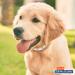 Hartz UltraGuard Flea & Tick Collar for Dogs, 7-Month Protection, White - Up to 15 Inch Neck - Buy Online on GoSupps.com