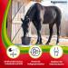 Buy EGGERSMANN My Horse Feed Professional Joint Active 1 kg - Supplementary Feed for Tendons & Joints - Supports Natural Vitality & Joy of Movement for Horses & Ponies - Buy Online on GoSupps.com