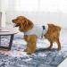 Camidy Dog Anxiety Vest Adjustable Dog Thunder Jacket Dog Anxiety Relief Coat Reflective Strip Calming Jacket for Anxiety Fireworks Thunder Light Grey L - Buy Online on GoSupps.com