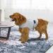 Ruiqas Anxiety Coat for Dogs | Lightweight Calming Jacket & Wrap Vest for Anxious Pets | Soothing Comfort in Light Grey XXL - Buy Online on GoSupps.com