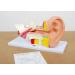 Buy TickiT 03105 Human Ear Model - 4x Life Size Anatomy Model for Education | International Shipping Available - Buy Online on GoSupps.com